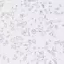 Staron QD212 Dalmatian